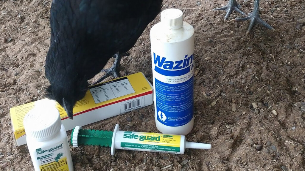 Deworming Chickens YouTube